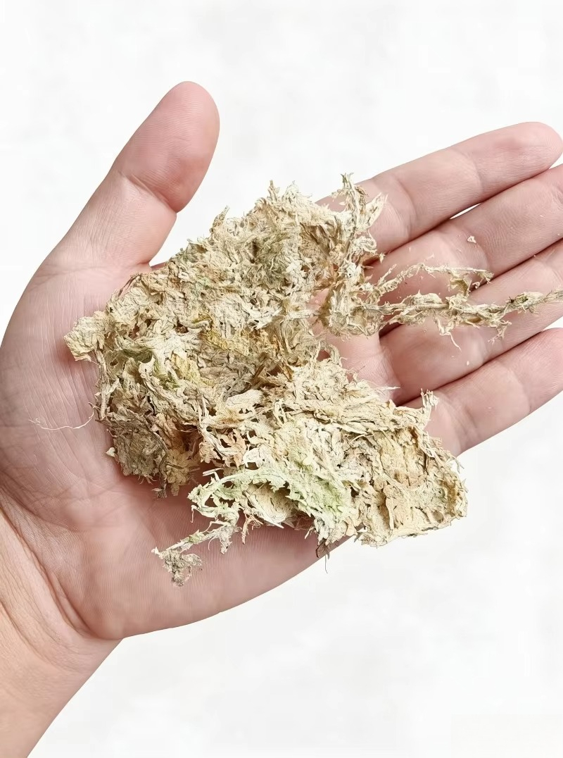 Sphagnum Moss Dry - Premium Sphagnum Moss for Orchids Compressed