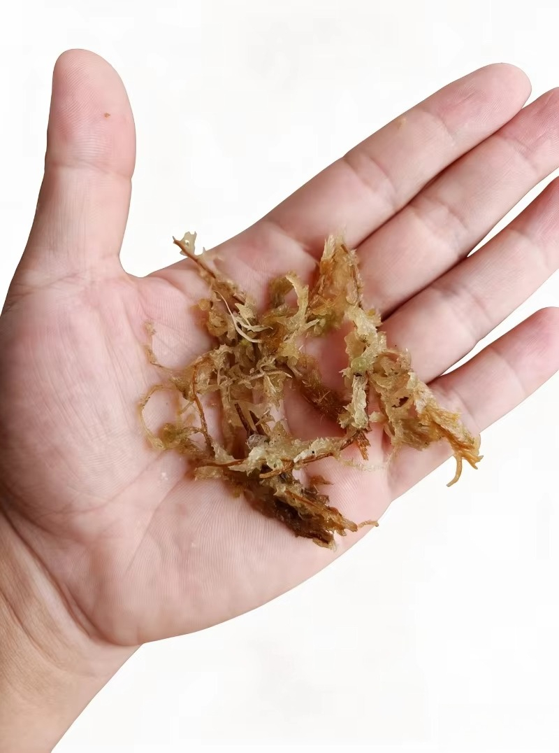 Premium Sphagnum Moss for Orch - đánh giá và giá Sphagnum Moss Dry